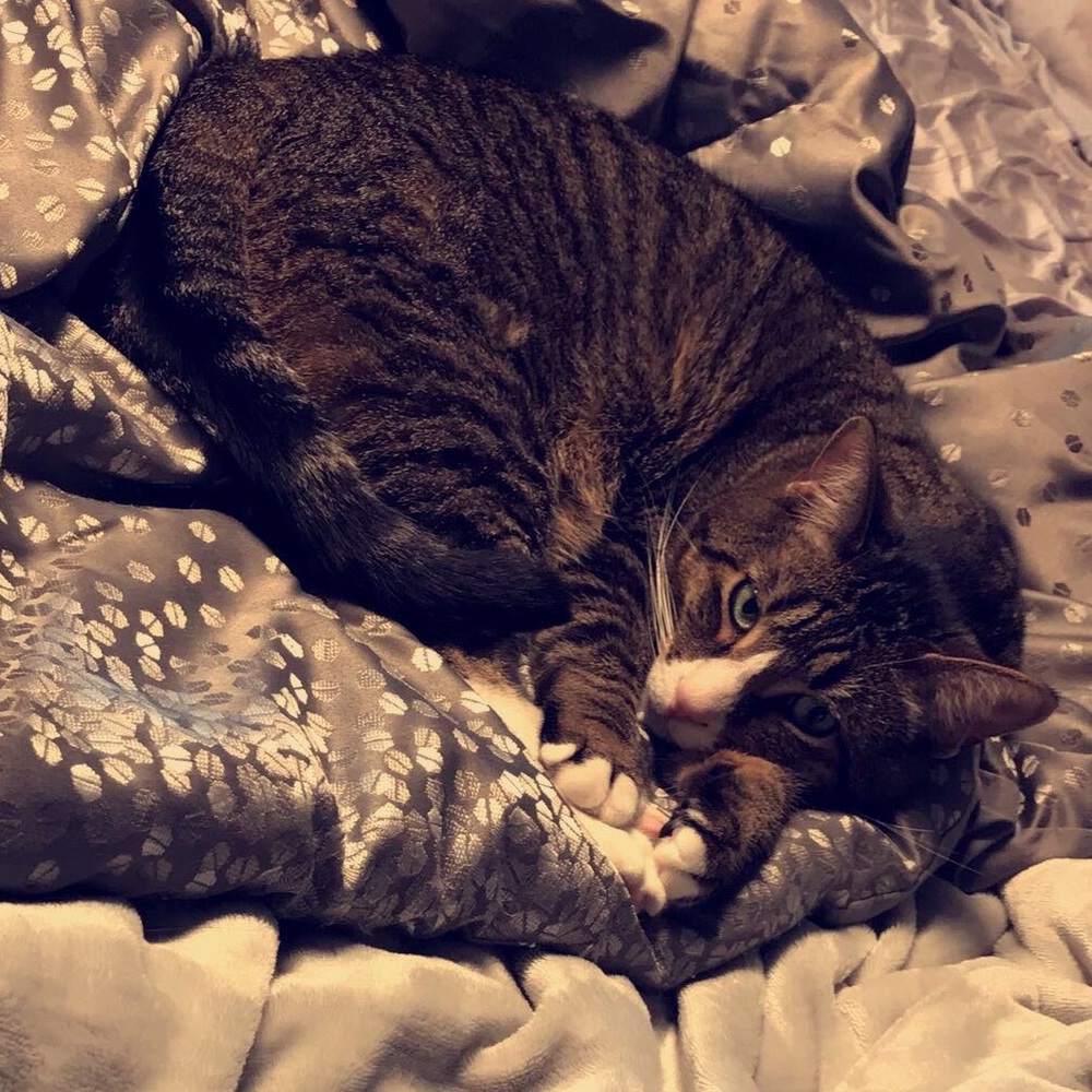 Meet your Posher, Linzy